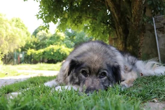 Tomis braucht Medikamente,  senior Mixed Breed for adoption at 4animals! e.V. Hundeauffangstation HASt, Essen