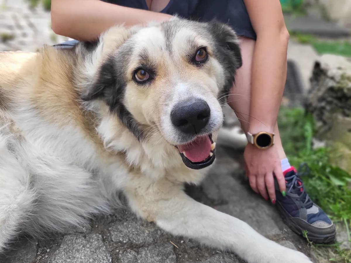 Aktueller Notfall – Gefahr gebannt,  young Mixed Breed for adoption at 4animals! e.V. Hundeauffangstation HASt, Essen