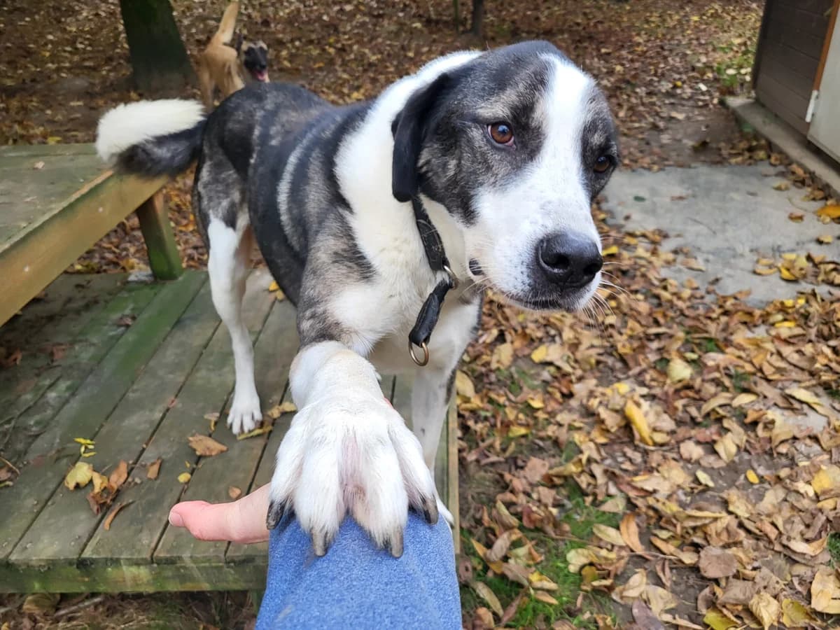 Hund Kupidon sucht ein Zuhause, male 5yo Mixed Breed for adoption at 4animals! e.V. Hundeauffangstation HASt, Essen