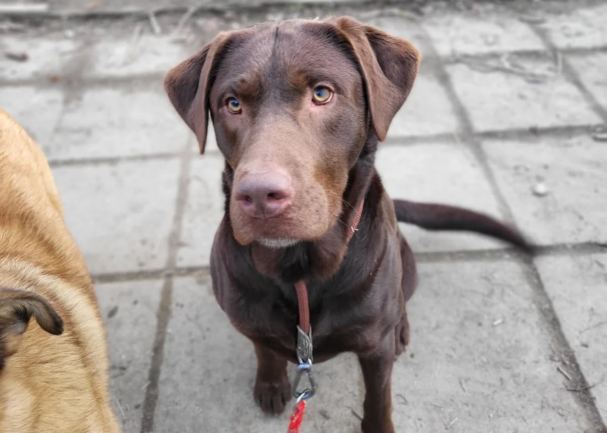 Hund Juno sucht ein Zuhause, male 5yo Labrador Retriever for adoption at 4animals! e.V. Hundeauffangstation HASt, Essen
