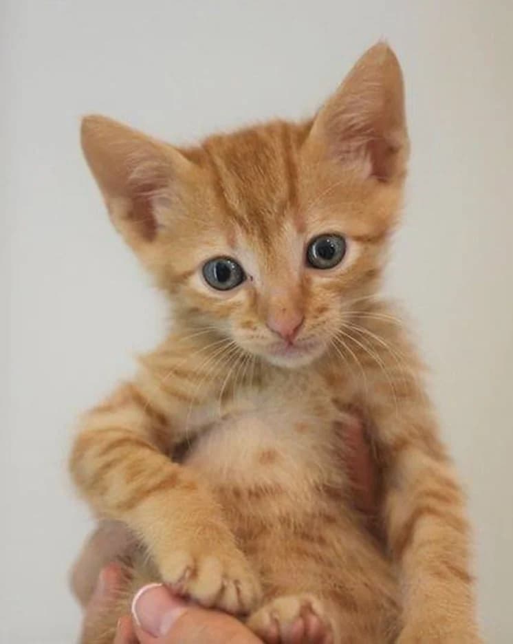 ROMEO, Mixed Breed for adoption at Tierisch Grenzenlos e.V., Bamberg