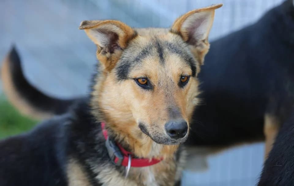 PARIS, male 7yo Mixed Breed for adoption at Tierisch Grenzenlos e.V., Bamberg