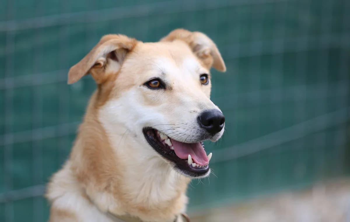 TANIA, female 7yo Mixed Breed for adoption at Tierisch Grenzenlos e.V., Bamberg