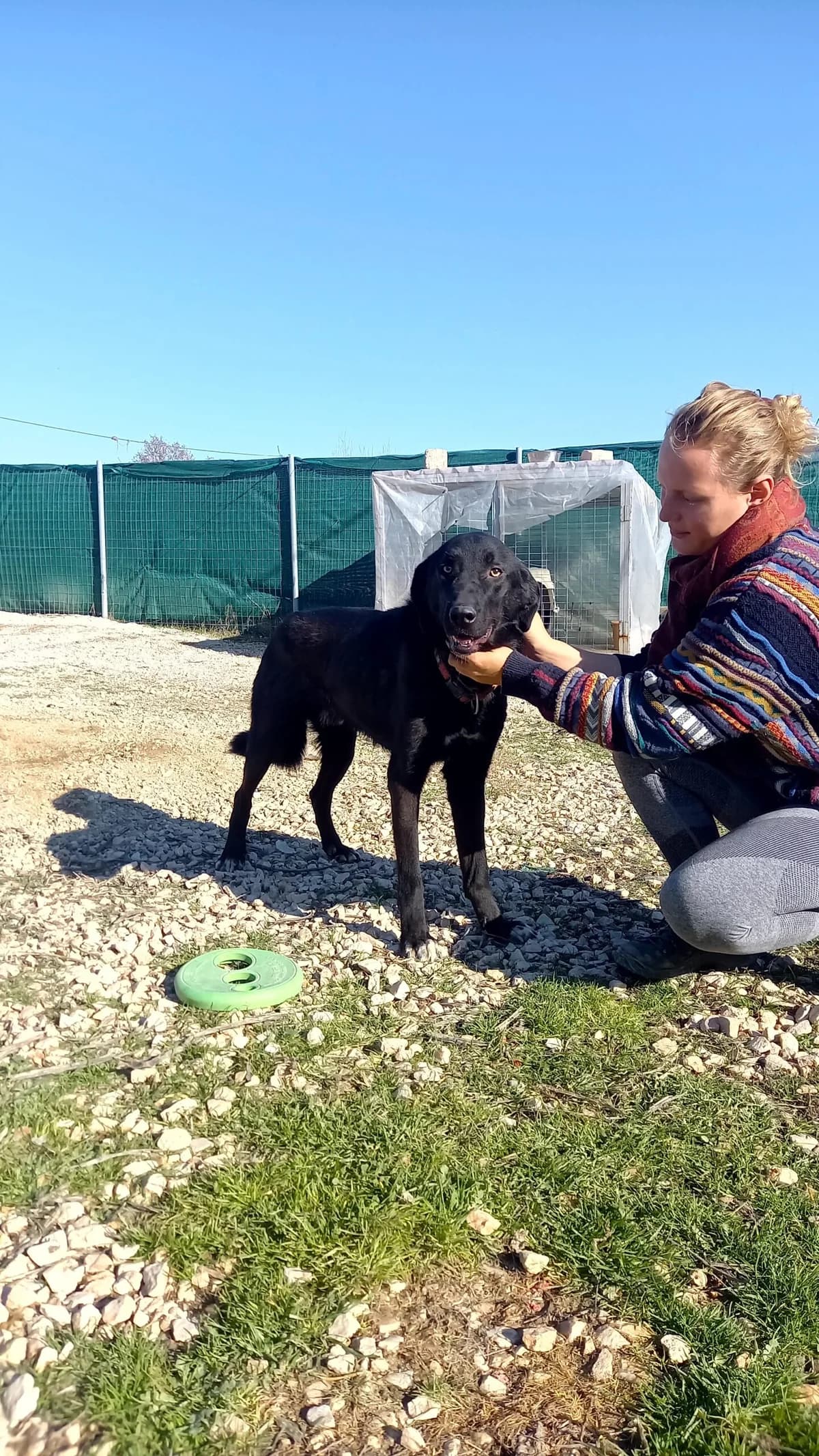 BIFTEKIS, male 7yo Mixed Breed for adoption at Tierisch Grenzenlos e.V., Bamberg