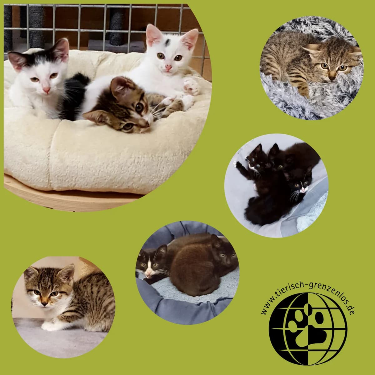 KITTEN, male young Mixed Breed for adoption at Tierisch Grenzenlos e.V., Bamberg