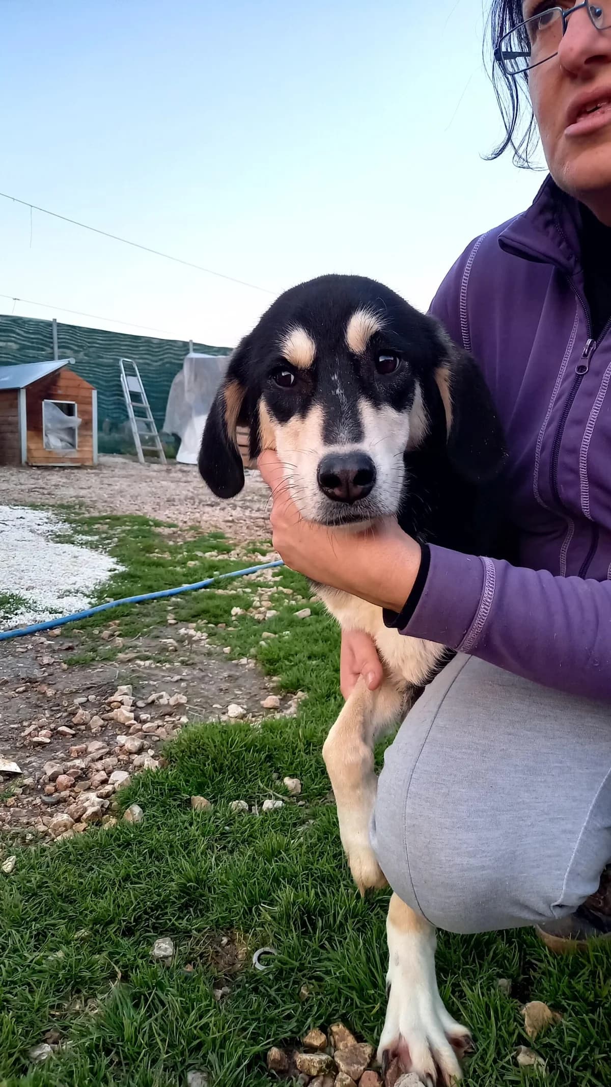 CLARA, female 7yo Mixed Breed for adoption at Tierisch Grenzenlos e.V., Bamberg