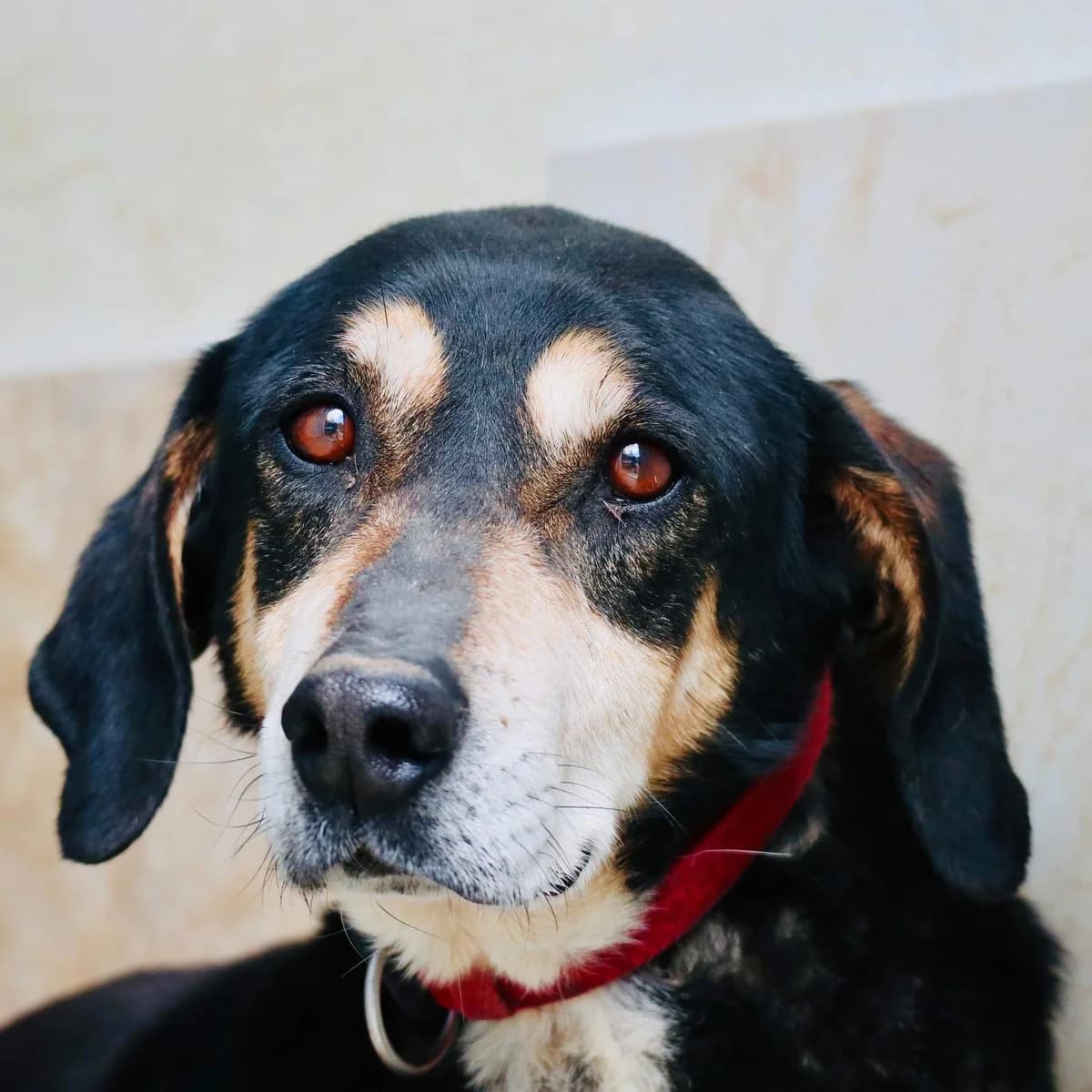 OPA JOHAN, male 7yo Mixed Breed for adoption at Tierisch Grenzenlos e.V., Bamberg