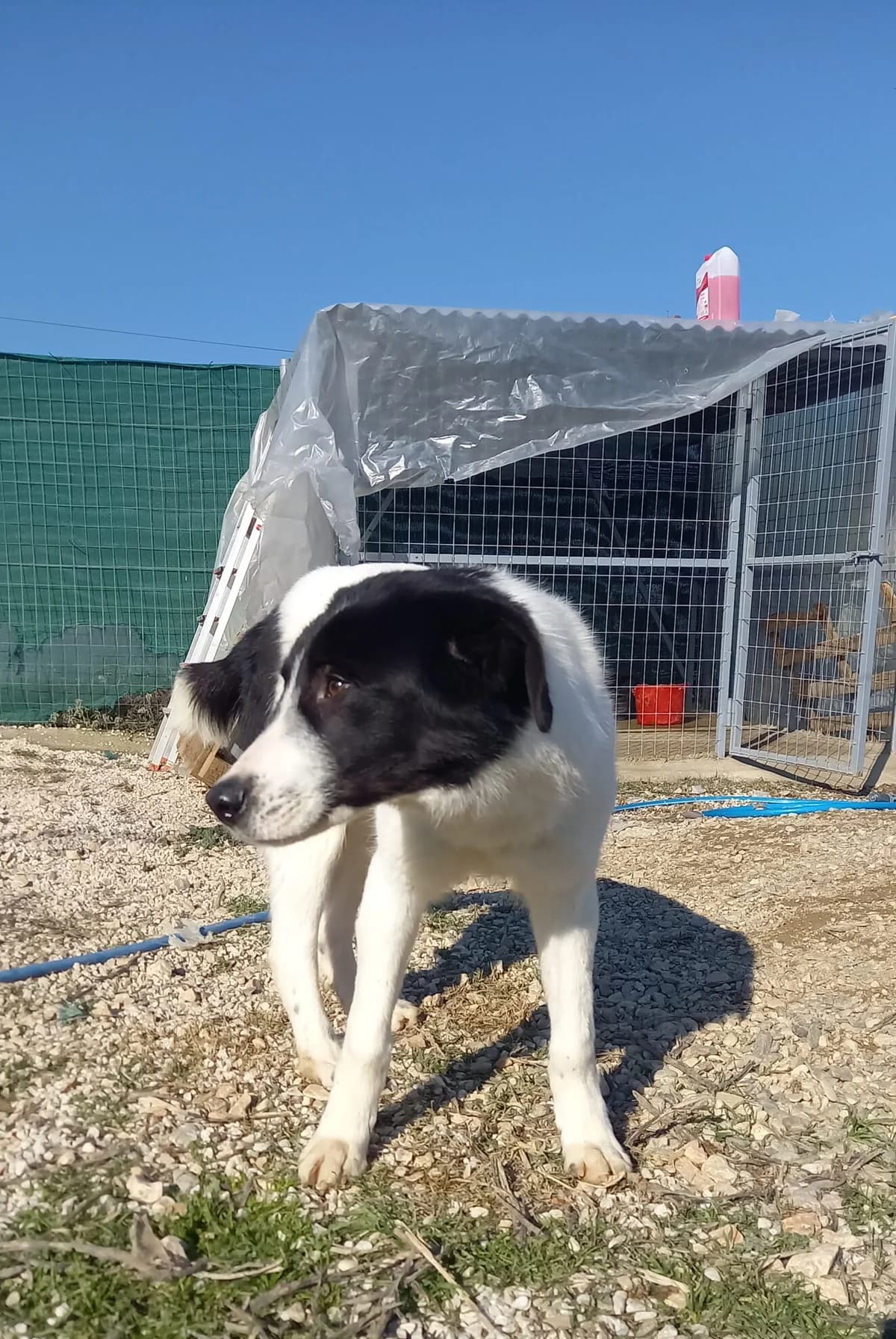 Watson, Mixed Breed (Adoptamics)
