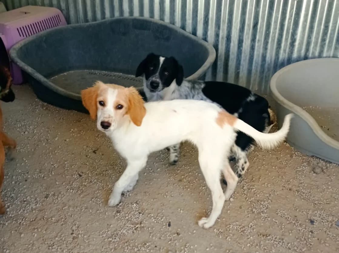 Peach, Mixed Breed (Adoptamics)