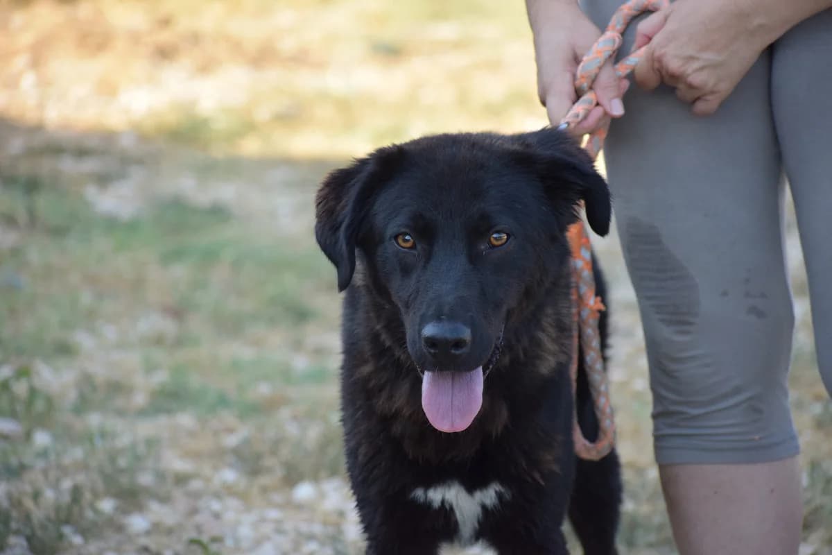ZORRO II, male 7yo Mixed Breed for adoption at Tierisch Grenzenlos e.V., Bamberg