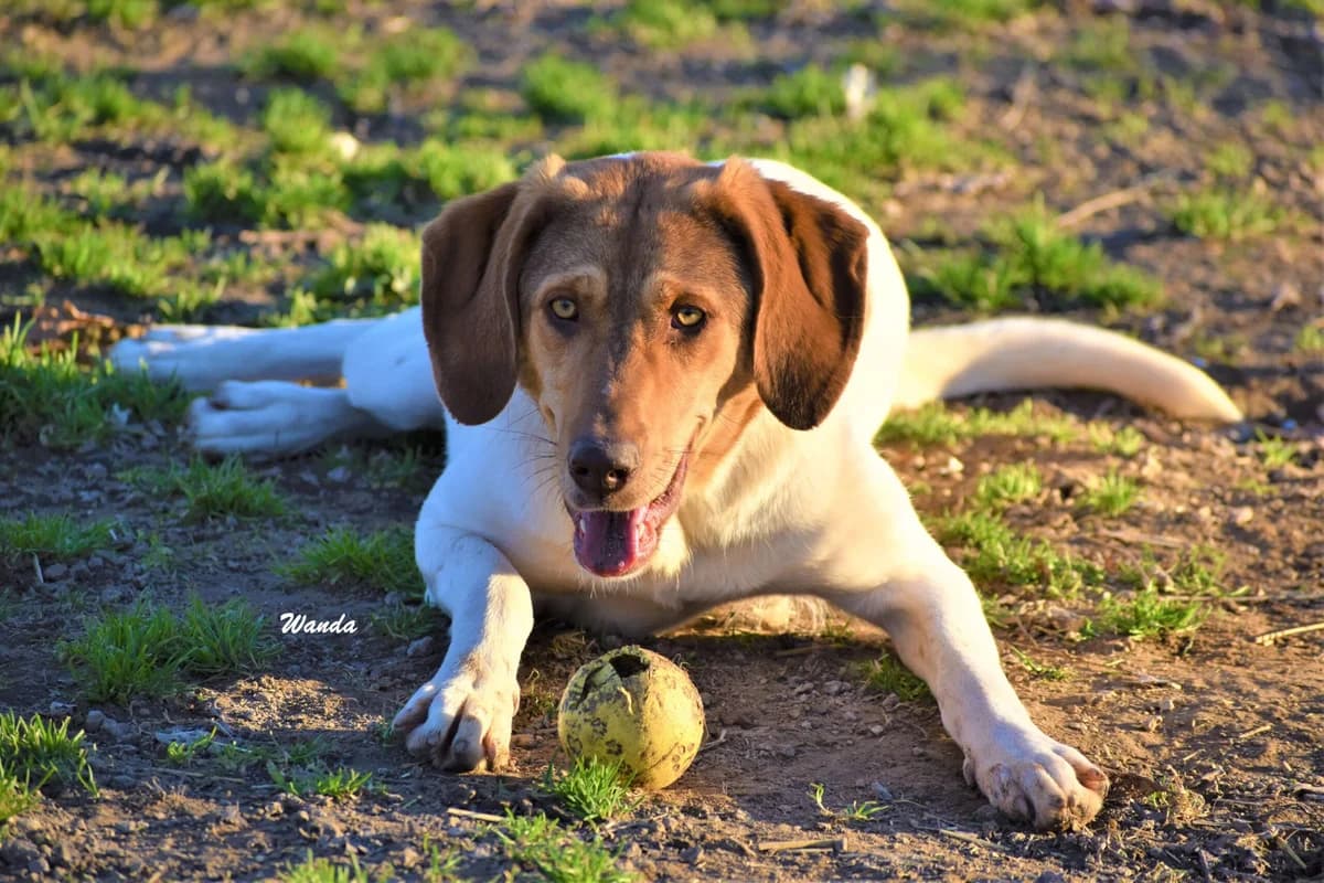WANDA, female 7yo Mixed Breed for adoption at Tierisch Grenzenlos e.V., Bamberg