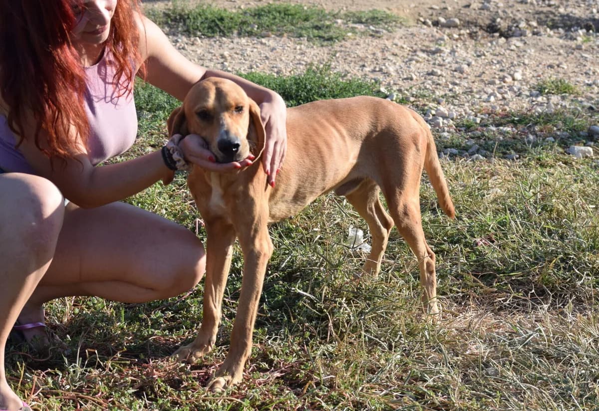 MIKE, male 7yo Mixed Breed for adoption at Tierisch Grenzenlos e.V., Bamberg