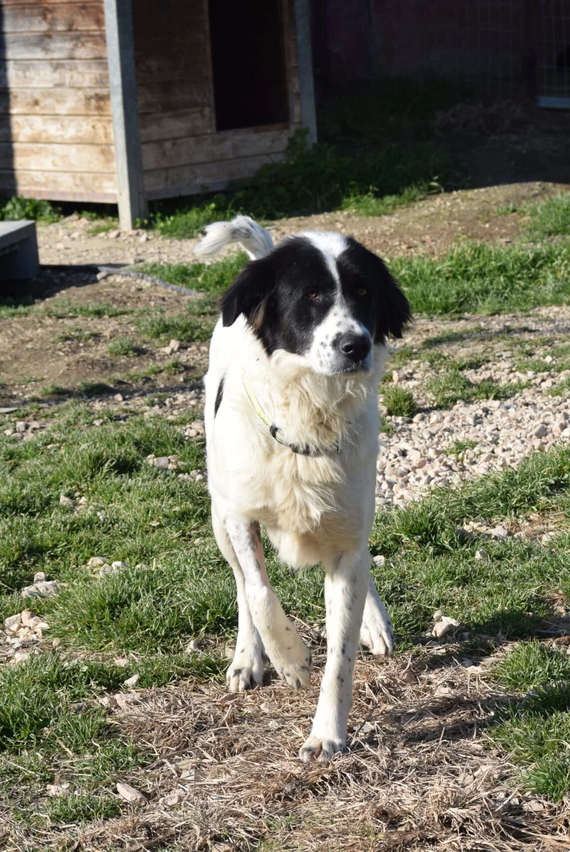 NOULA, female 7yo Mixed Breed for adoption at Tierisch Grenzenlos e.V., Bamberg