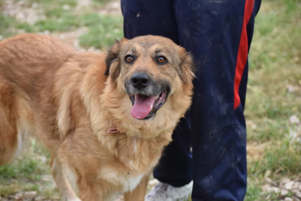 VICKY, female 7yo Mixed Breed for adoption at Tierisch Grenzenlos e.V., Bamberg