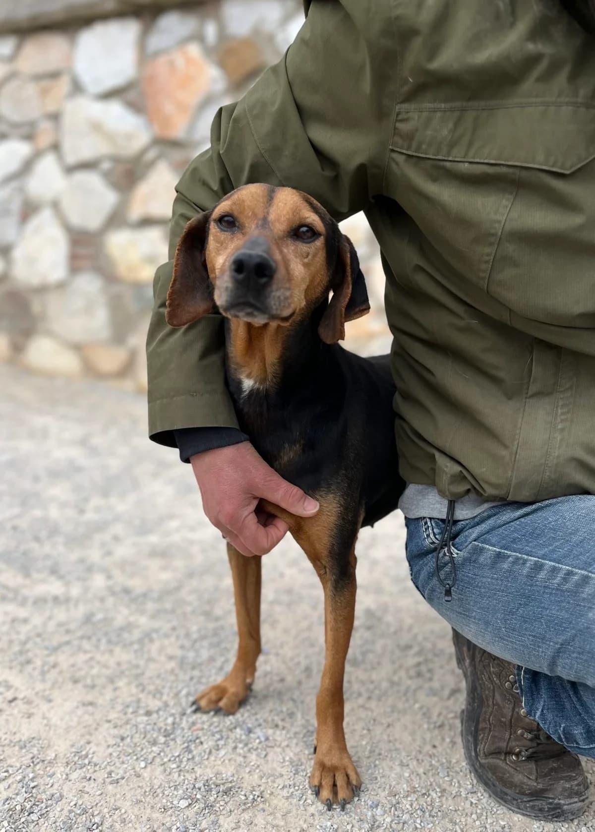 ZARA, female 4yo Mixed Breed for adoption at Tierisch Grenzenlos e.V., Bamberg