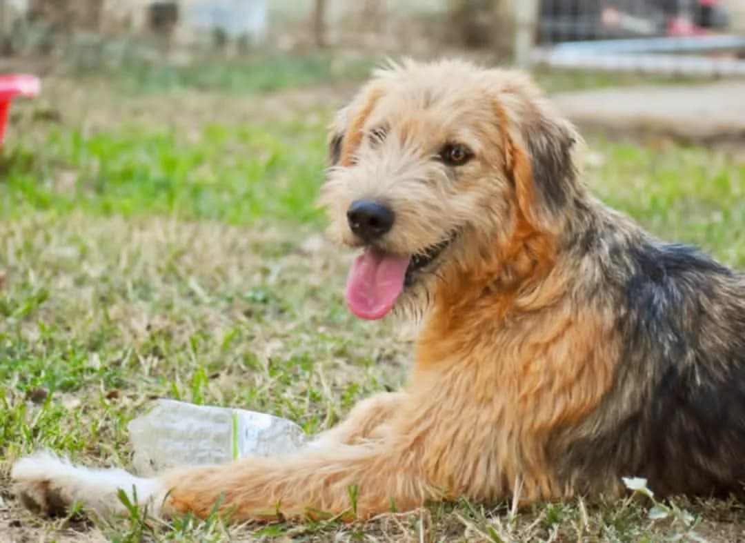GINO, male puppy Mixed Breed for adoption at Tierisch Grenzenlos e.V., Bamberg