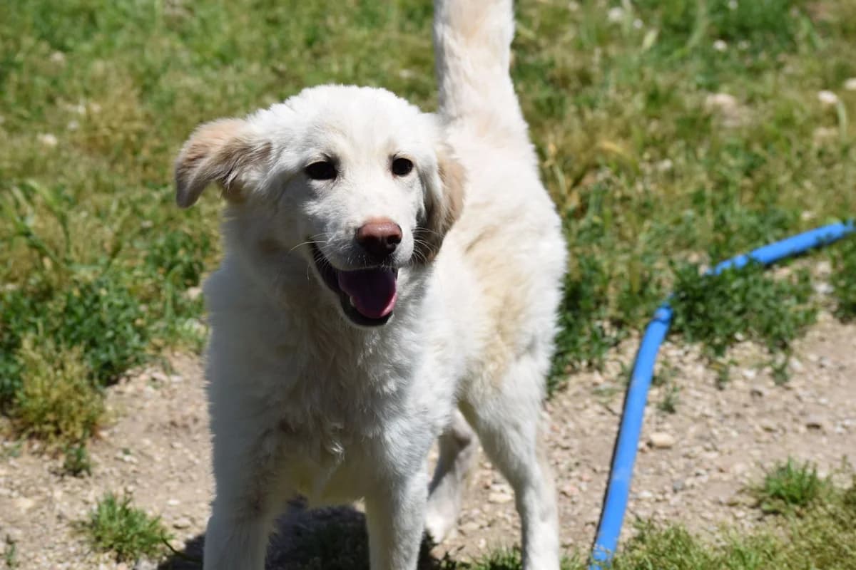 MICKEY, male young Mixed Breed for adoption at Tierisch Grenzenlos e.V., Bamberg