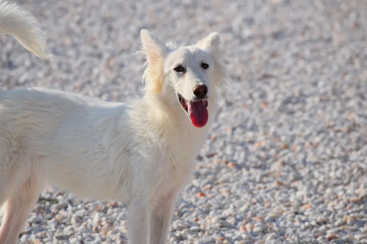 MINI, female young Mixed Breed for adoption at Tierisch Grenzenlos e.V., Bamberg