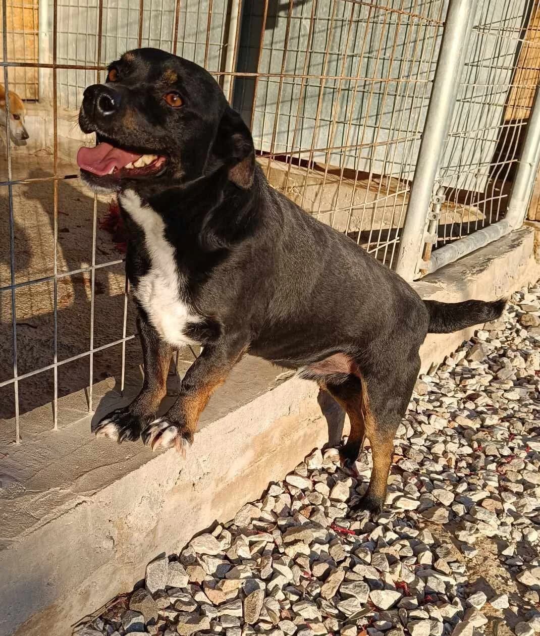 TAPAS (reserviert), male 7yo Mixed Breed for adoption at Tierisch Grenzenlos e.V., Bamberg