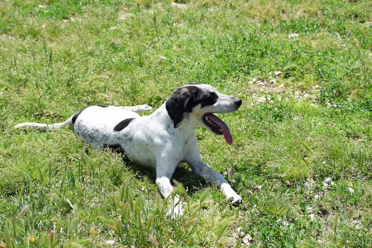 JUNIOR, male Mixed Breed for adoption at Tierisch Grenzenlos e.V., Bamberg