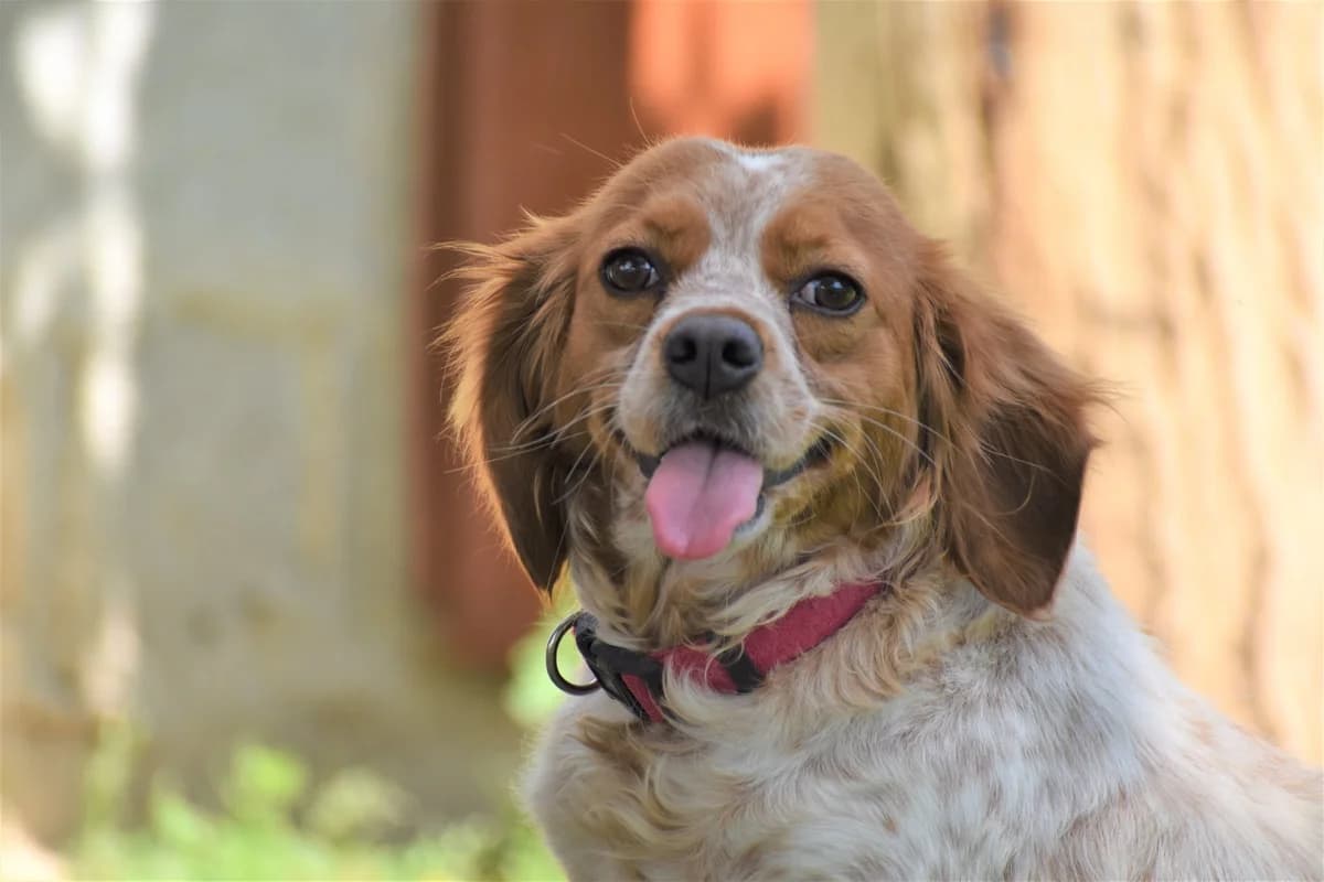 MASKOT (RESERVIERT), female 7yo Mixed Breed for adoption at Tierisch Grenzenlos e.V., Bamberg