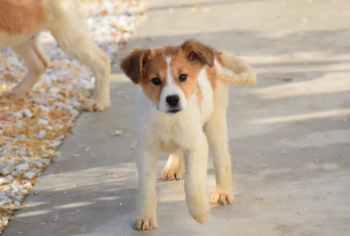 AMIDALA, male Mixed Breed for adoption at Tierisch Grenzenlos e.V., Bamberg