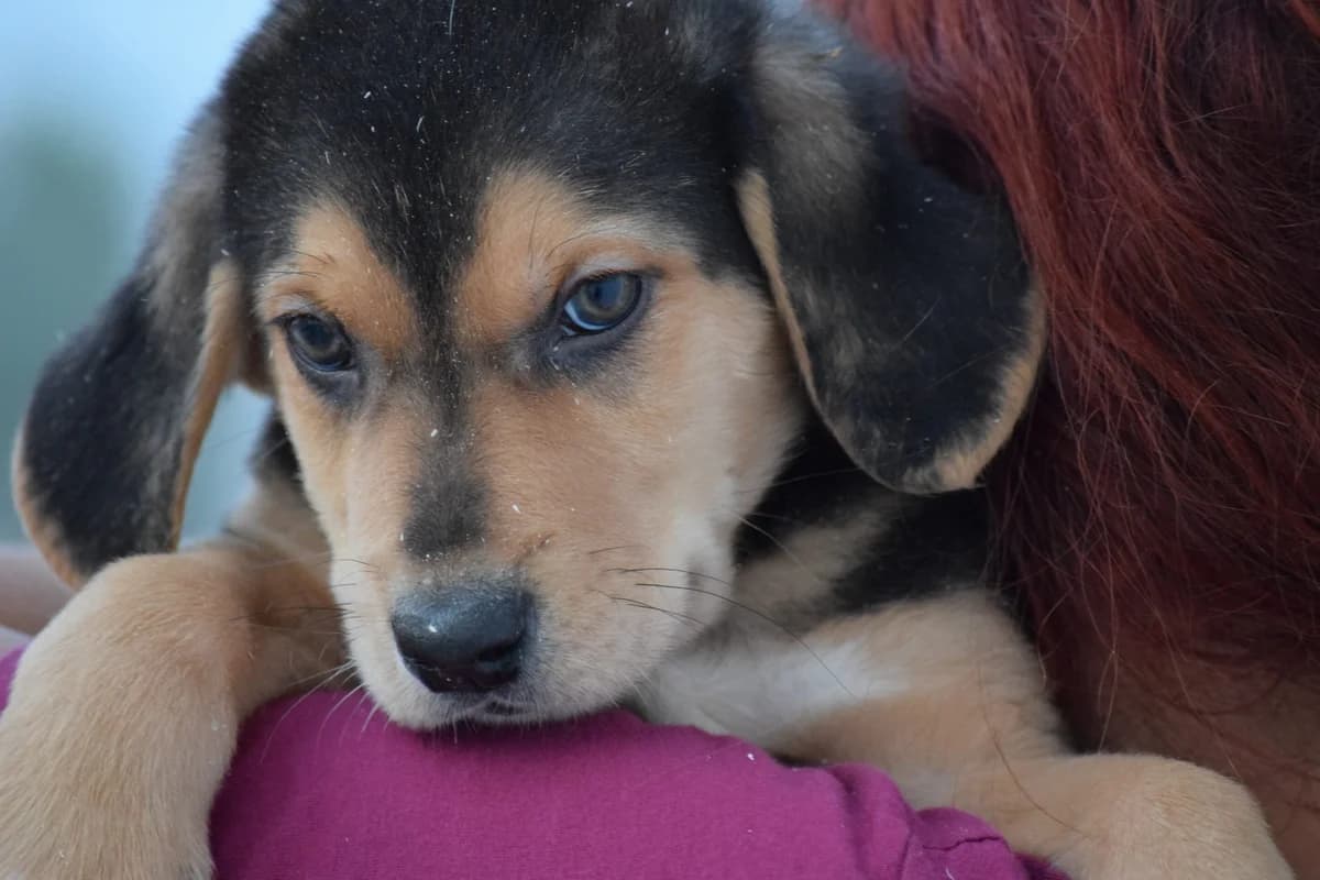 MINCO, male Mixed Breed for adoption at Tierisch Grenzenlos e.V., Bamberg