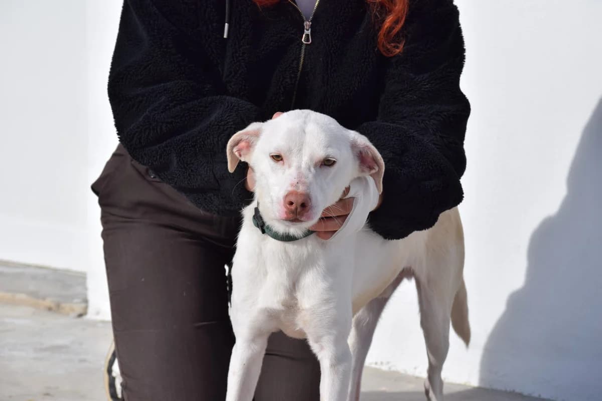 ASPEN, Mixed Breed (Tierisch Grenzenlos e.V.)