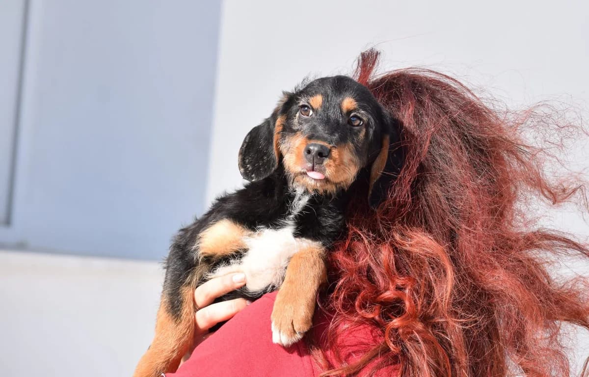 GISELA, female puppy Mixed Breed for adoption at Tierisch Grenzenlos e.V., Bamberg
