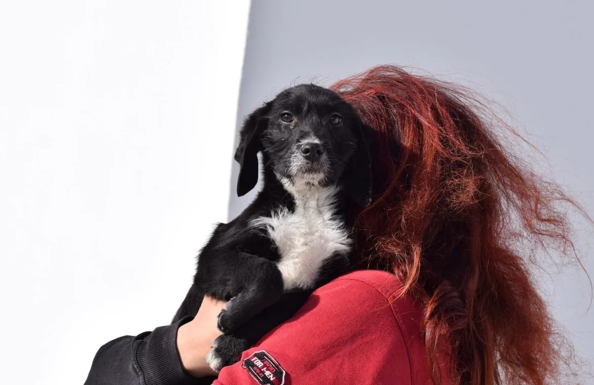 OREO, male puppy Mixed Breed for adoption at Tierisch Grenzenlos e.V., Bamberg