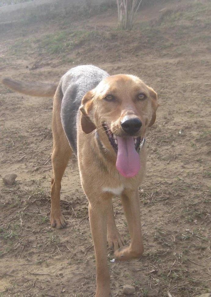 TITO, male 7yo Mixed Breed for adoption at Tierisch Grenzenlos e.V., Bamberg