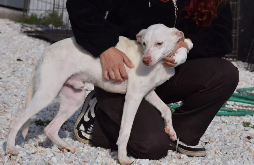 ASPEN, male young Mixed Breed for adoption at Tierisch Grenzenlos e.V., Bamberg