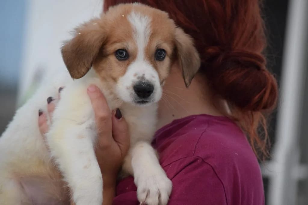 CHARLY, male puppy Mixed Breed for adoption at Tierisch Grenzenlos e.V., Bamberg