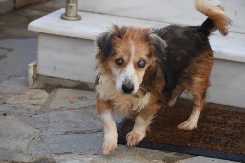 FLO, female senior Mixed Breed for adoption at Tierisch Grenzenlos e.V., Bamberg