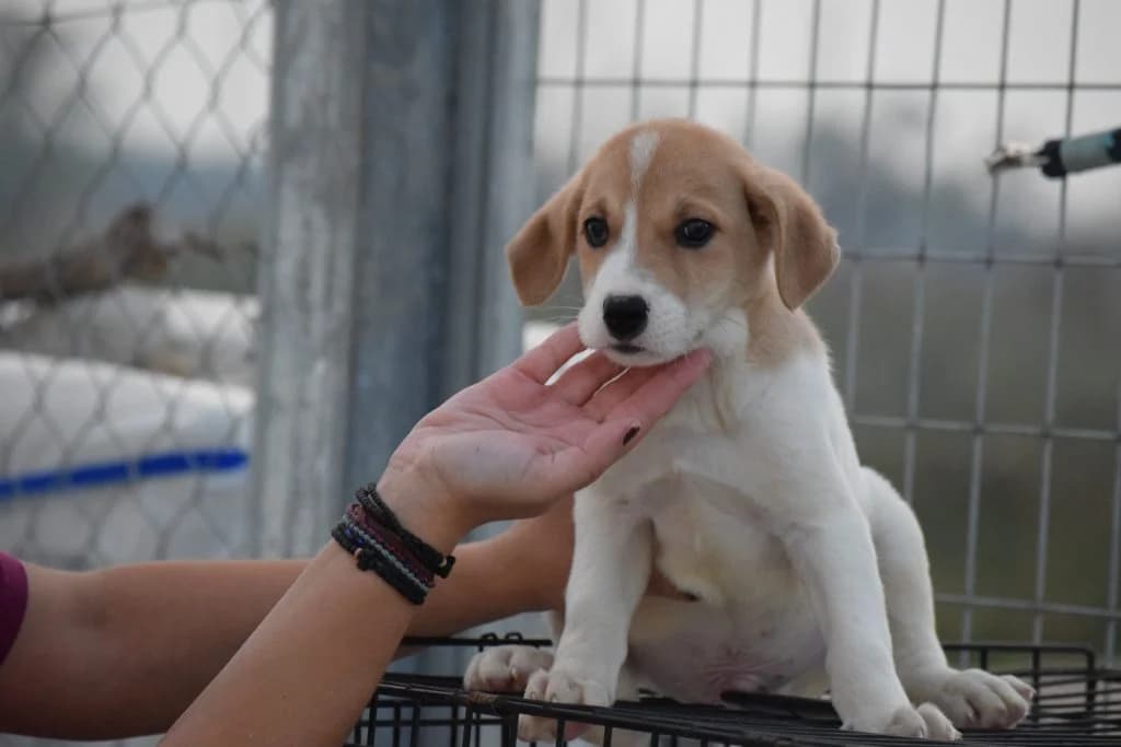 HERMAN, male puppy Mixed Breed for adoption at Tierisch Grenzenlos e.V., Bamberg