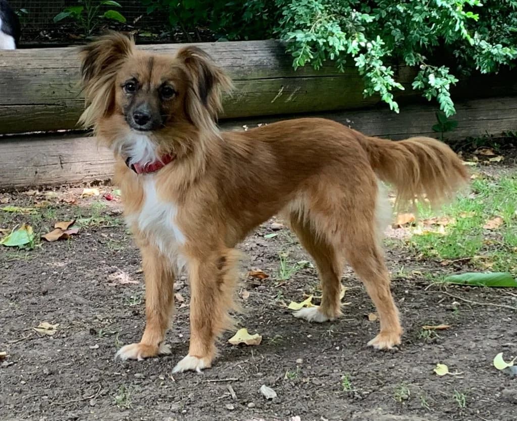 KESSY, female young Mixed Breed for adoption at Tierisch Grenzenlos e.V., Bamberg