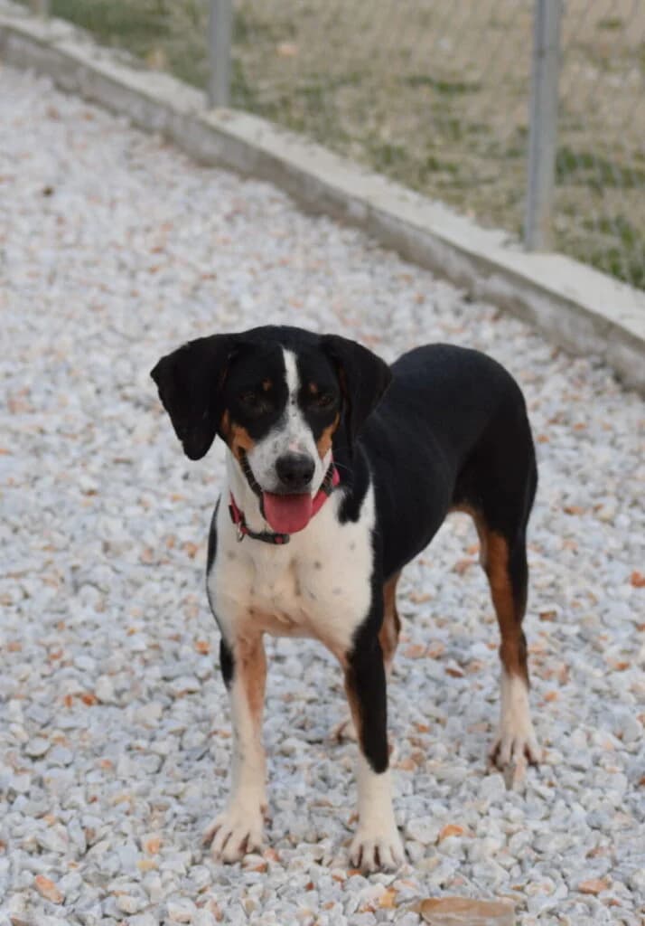 NELLI, female Mixed Breed for adoption at Tierisch Grenzenlos e.V., Bamberg