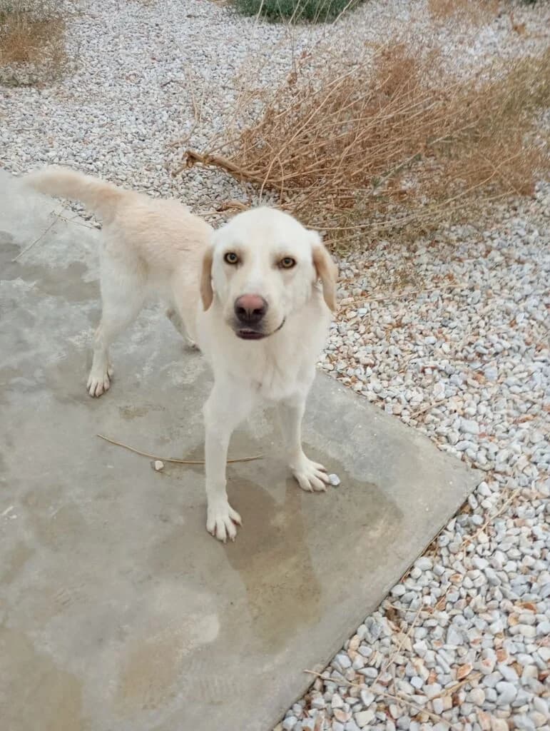 PHILIP, male puppy Mixed Breed for adoption at Tierisch Grenzenlos e.V., Bamberg