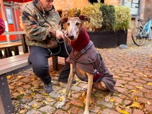 Yull in 66450, male Galgo Español for adoption at TierNotTeam e.V., Friesoythe