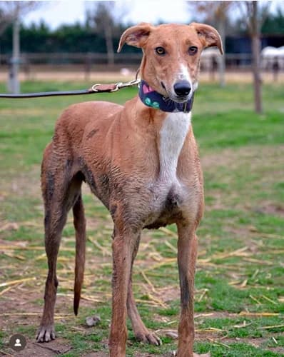 Ezequiel, Galgo Español for adoption at TierNotTeam e.V., Friesoythe