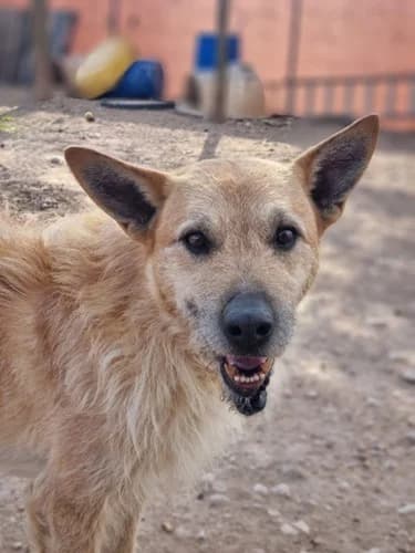 Whiskey, male senior Mixed Breed for adoption at TierNotTeam e.V., Friesoythe