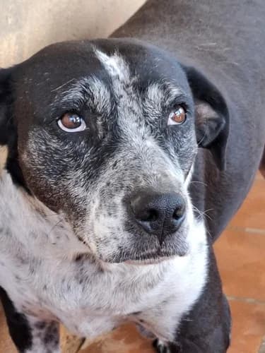 Laidy, female Mixed Breed for adoption at TierNotTeam e.V., Friesoythe