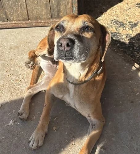 Freya, female Mixed Breed for adoption at TierNotTeam e.V., Friesoythe
