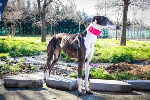 Oreo (Hündin), female young mixed breed for adoption at TierNotTeam e.V., Friesoythe