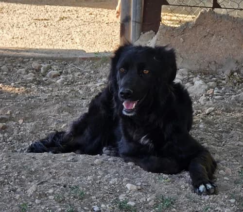 Mady, female mixed breed for adoption at TierNotTeam e.V., Friesoythe