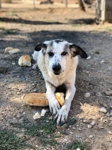 Mami, female senior mixed breed for adoption at TierNotTeam e.V., Friesoythe