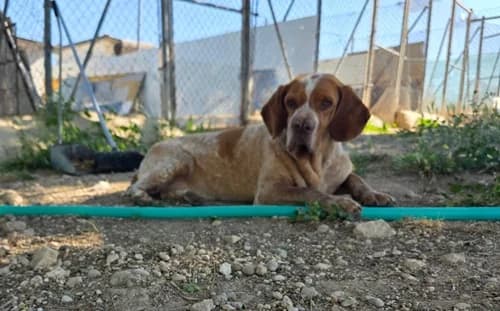 Toga, female 5yo mixed breed for adoption at TierNotTeam e.V., Friesoythe