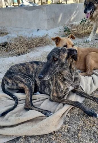 Fay ab August in 66450, Galgo Español (TierNotTeam e.V.)