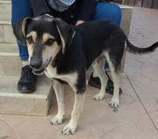 Tierazt, male Mixed Breed for adoption at TierOase ThoMa e.V.