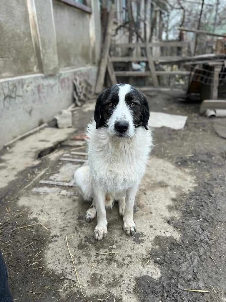 Waldo, female 4yo Mixed Breed for adoption at TierOase ThoMa e.V.